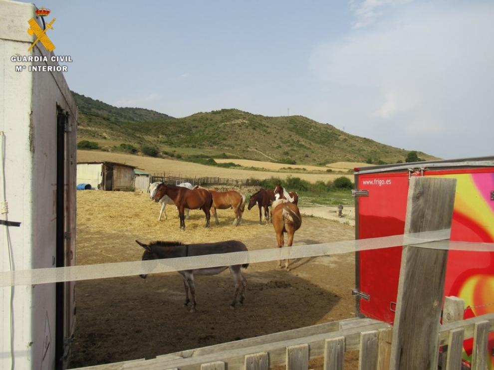 El Seprona detecta irregularidades en una explotación de caballos de Isuerre que ofertaba actividades juveniles sin permiso.