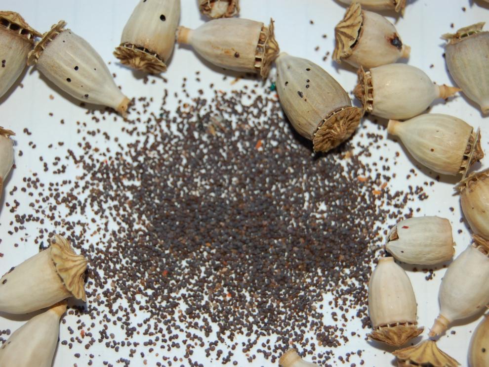 Semillas comestibles de adormidera.