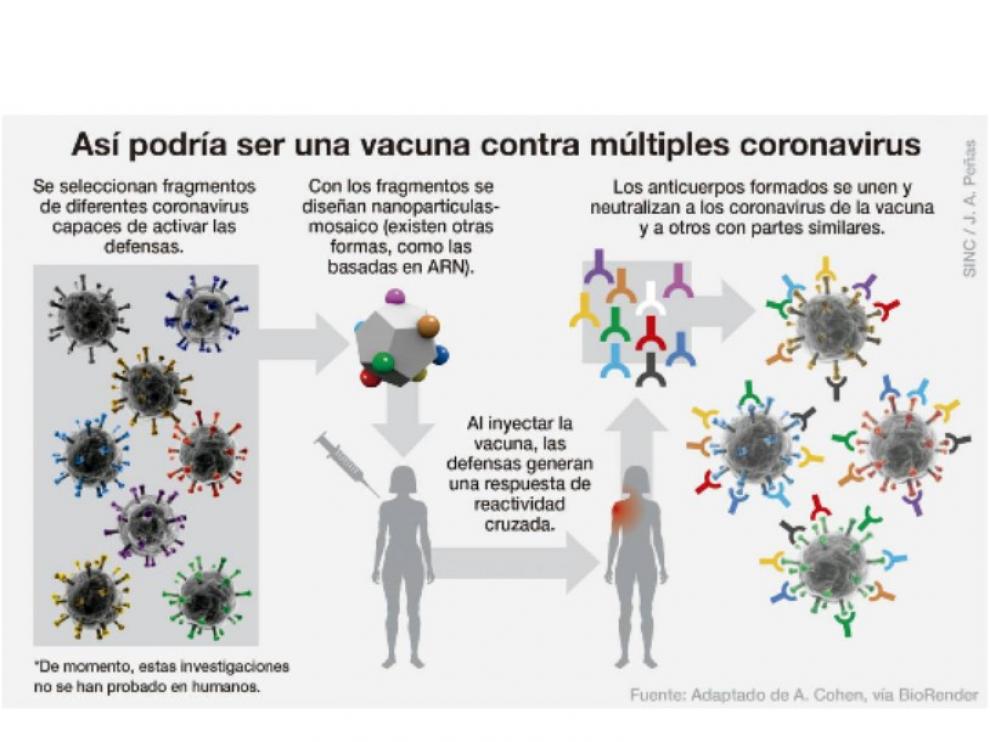 Varios proyectos están empezando a buscar una vacuna que sea eficaz contra todos o la mayoría de los coronavirus. Eso nos permitiría estar preparados frente a un virus aún por extenderse o incluso por aparecer.