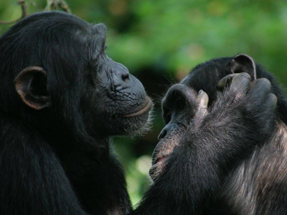 Los investigadores documentaron el uso intencionado de señales por parte de los simios para iniciar y finalizar sus interacciones. / Catherine Hobaiter

Los investigadores documentaron el uso intencionado de señales por parte de los simios para iniciar y finalizar sus interacciones.