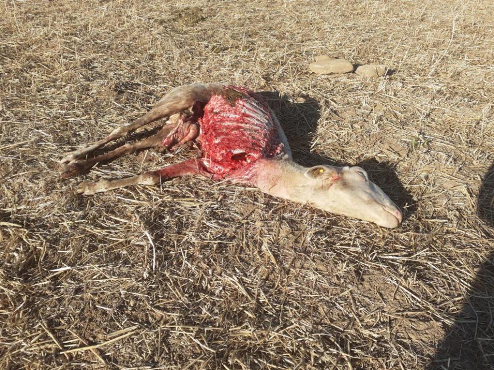Imagen de la oveja hallada muerta