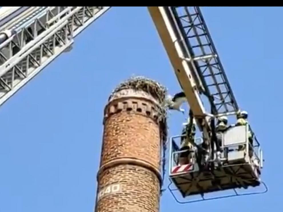 Rescate de la cría de cigüeña en Tarazona.