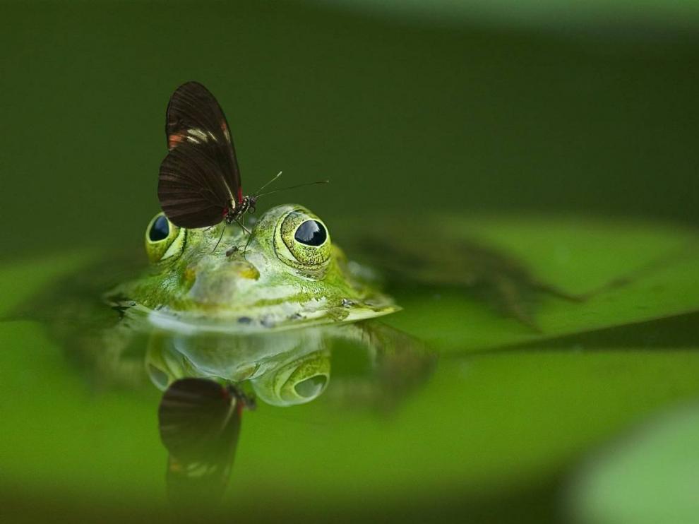 Los anfibios son el grupo de animales del que muchas especies quedan aún por descubrirse.