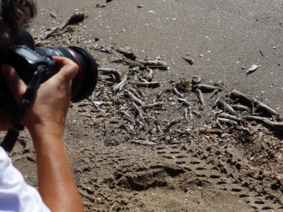 Peces muertos aparecen en las orillas de las playas del Mar Menor (Murcia)