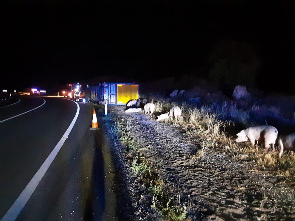 Varios cerdos desperdigados en la carretera tras el accidente