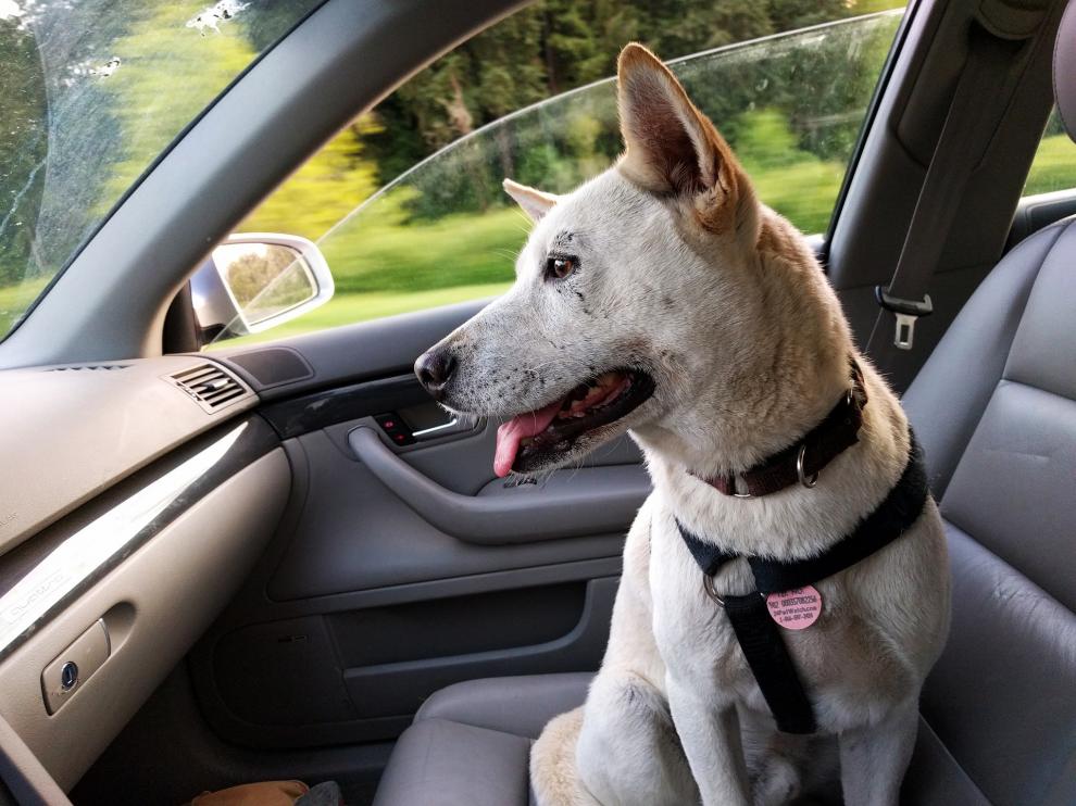 Cerca del 45% de dueños no lleva a su mascota correctamente en el coche.
