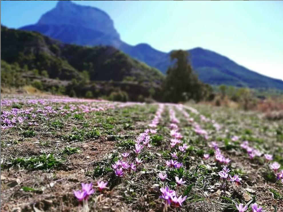Azafrán cultivado en la finca de Laspuña, con la silueta de la Peña Montañesa al fondo.