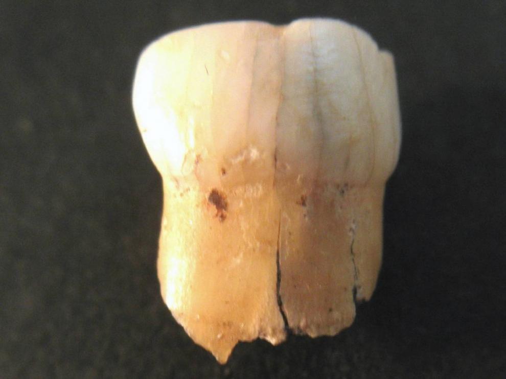 Una de las piezas dentales sobre las que se ha realizado el estudio, proveniente de la cueva de El Castillo (Cantabria).