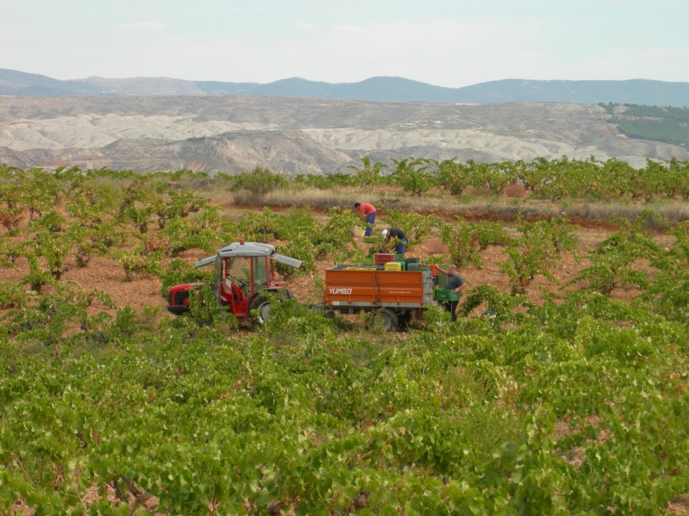 La bodega tiene 10 hectáreas de viñedos con unas 18.000 cepas de garnacha de entre 45 y 100 años.