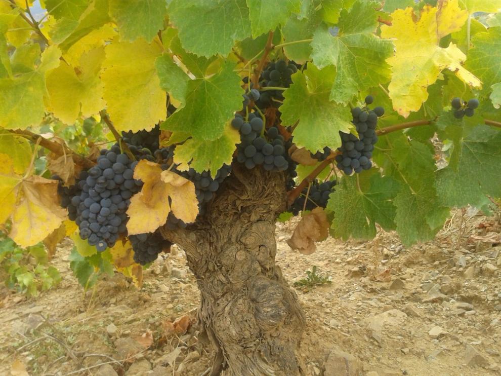 Racimos de uva madurando.