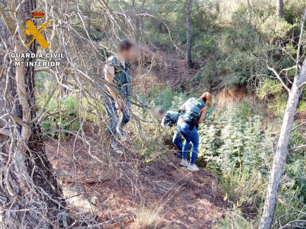Desmantelada en Mequinenza una plantación de marihuana