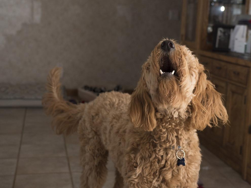 'No todo el mundo sirve perro'