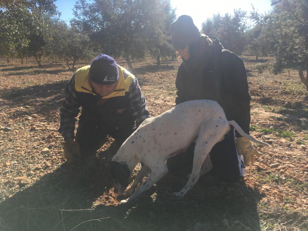 Adiestramiento de perros truferos