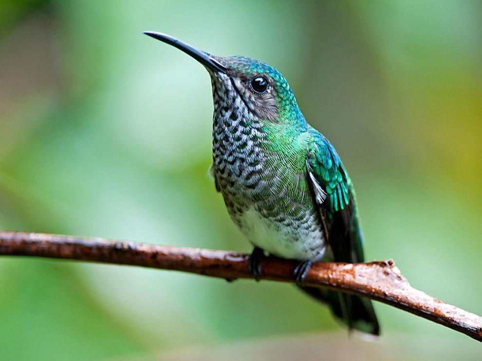 Hembra de colibrí nuquiblanco