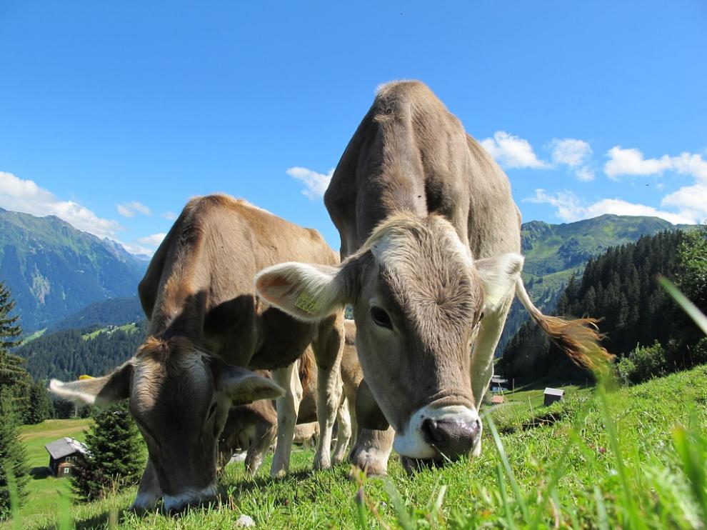Foto de archivo de vacas pastando