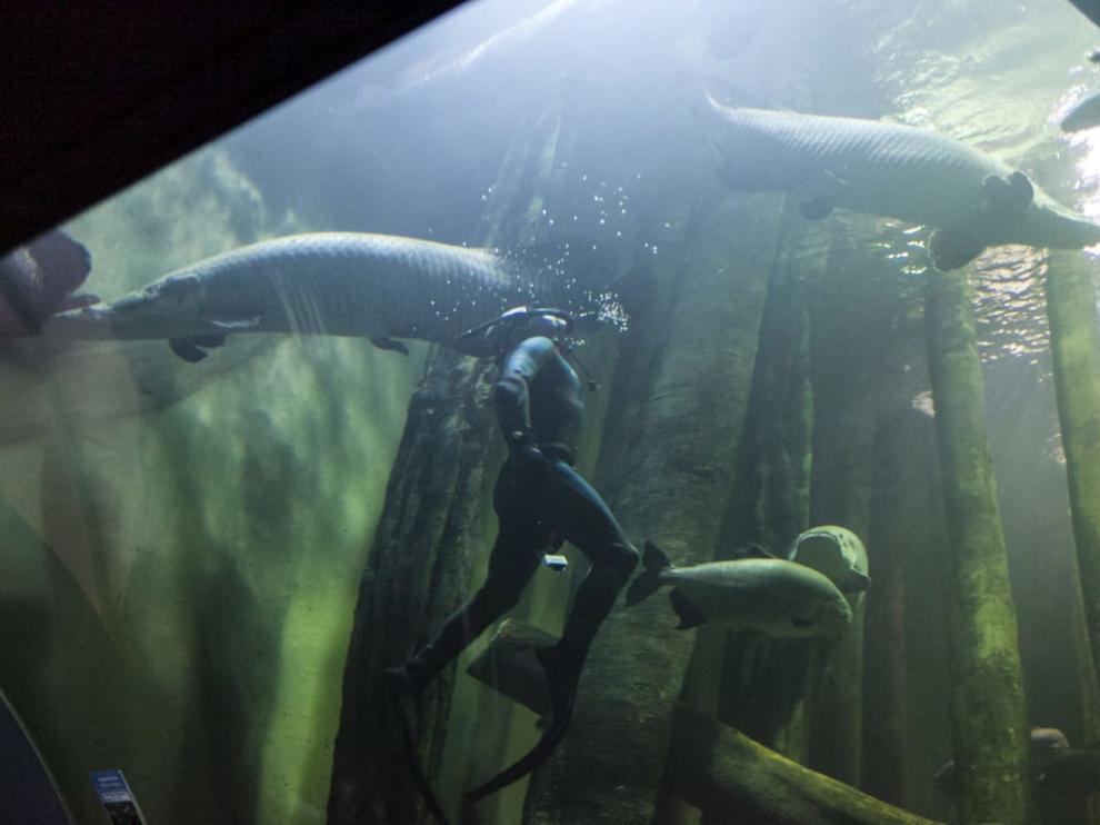 Acuario de Zaragoza.
