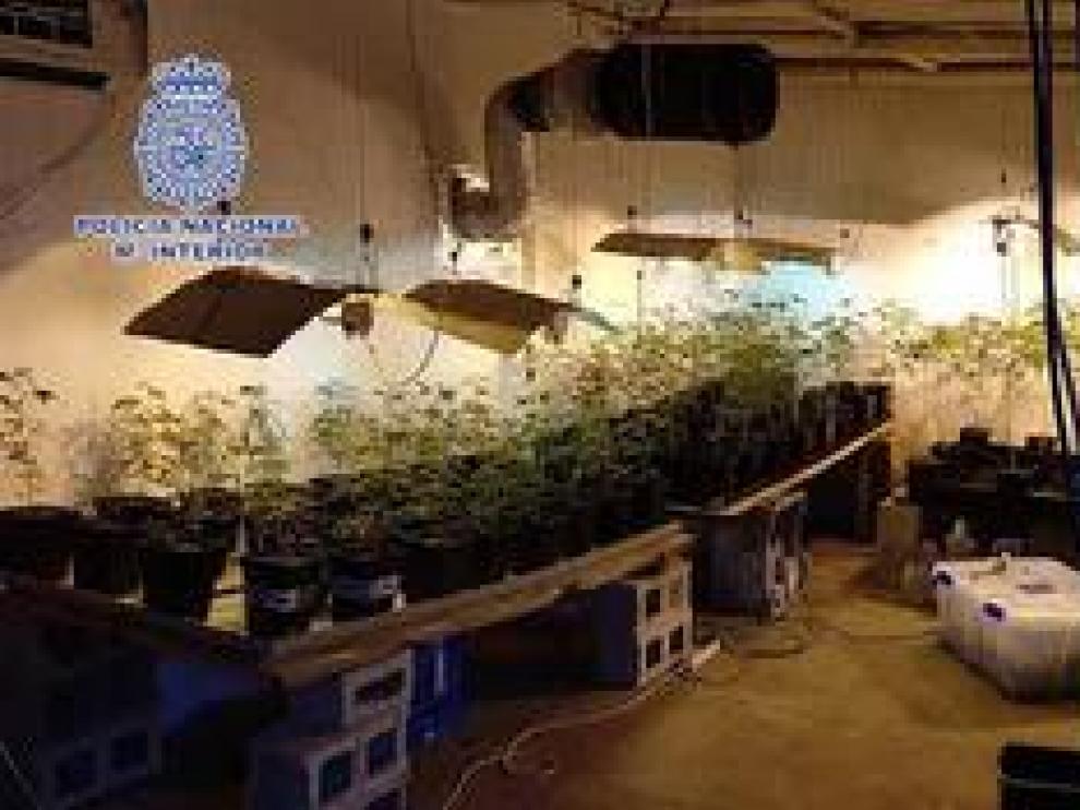 Se han incautado de más de 1700 plantas de marihuana distribuidas en cinco plantaciones indoor ubicadas en dos viviendas (Movera y El Temple) y dos plantaciones en terrenos alejados y de difícil acceso (La Paúl y Loscos)
