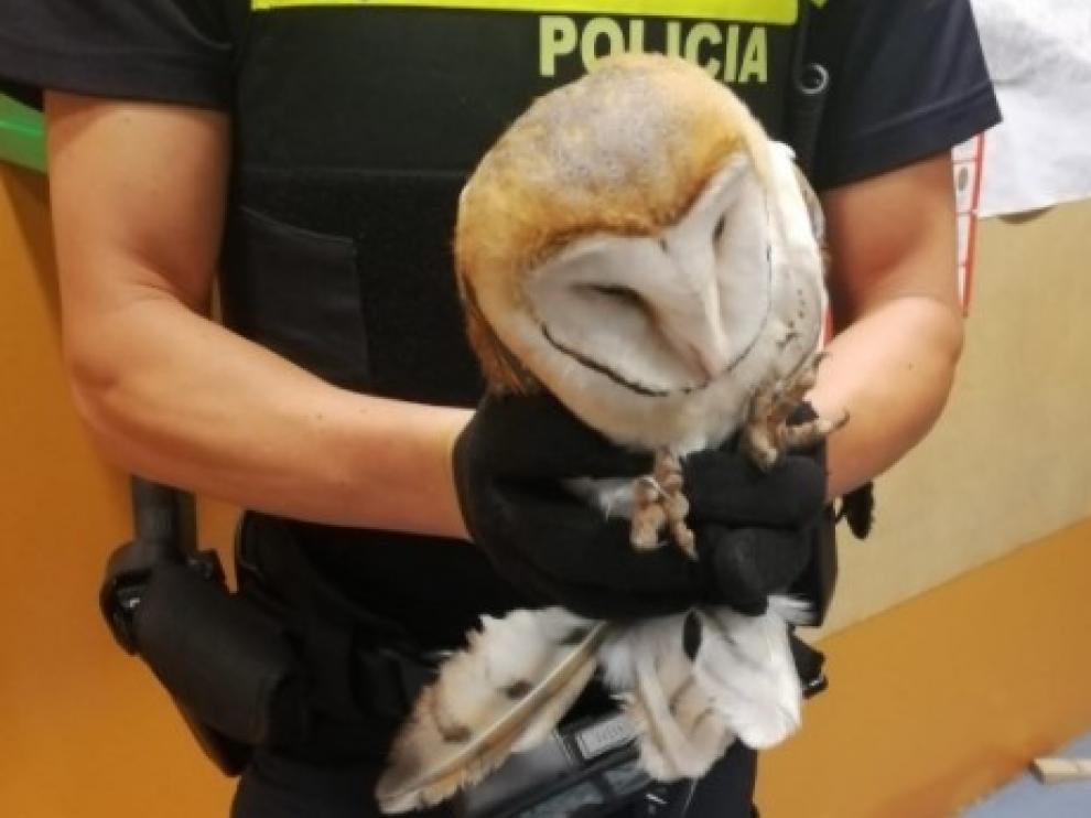 La lechuza herida que ha sido recuperada por agentes de la Policía Local de Zaragoza.
