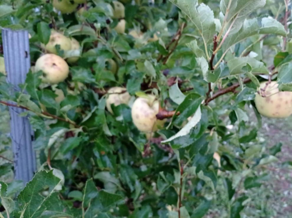 Daños provocados por el granizo en cultivos de manzana tardía en Moros (Zaragoza)