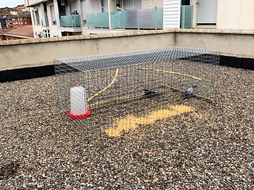 Una de las jaulas utilizadas para la captura de palomas en Monzón.