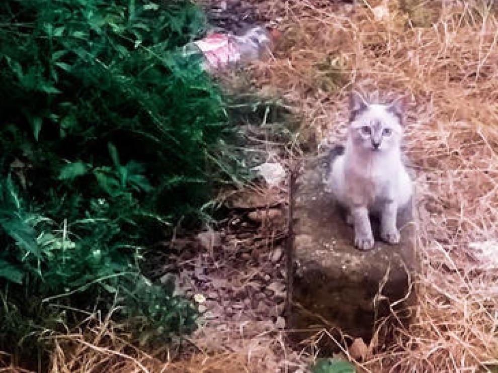 La Asociación denuncia que la colonia de gatos del polígono de Harineras corre peligro ante el inicio de las obras