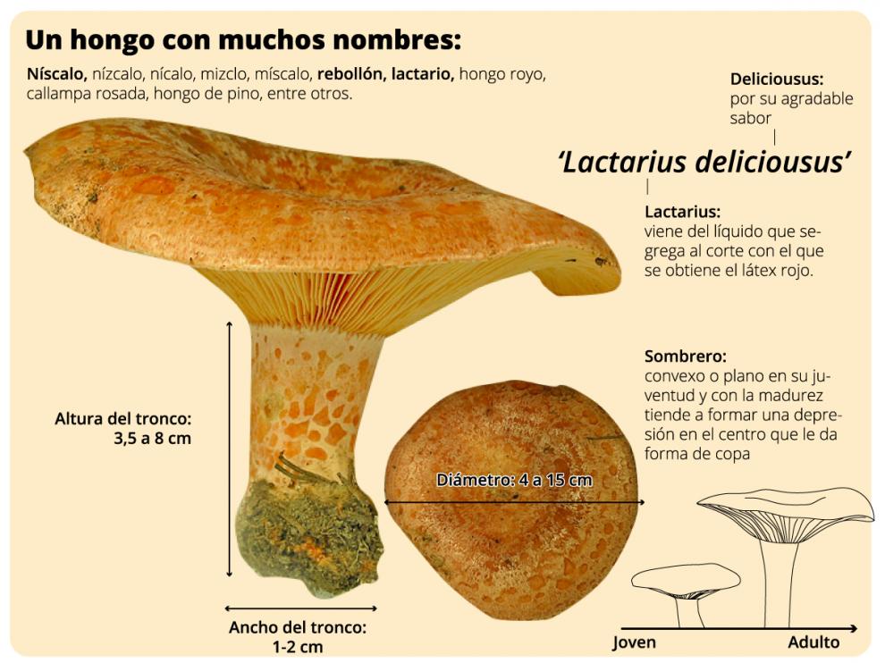 El rebollón es un hongo muy apreciado en Aragón