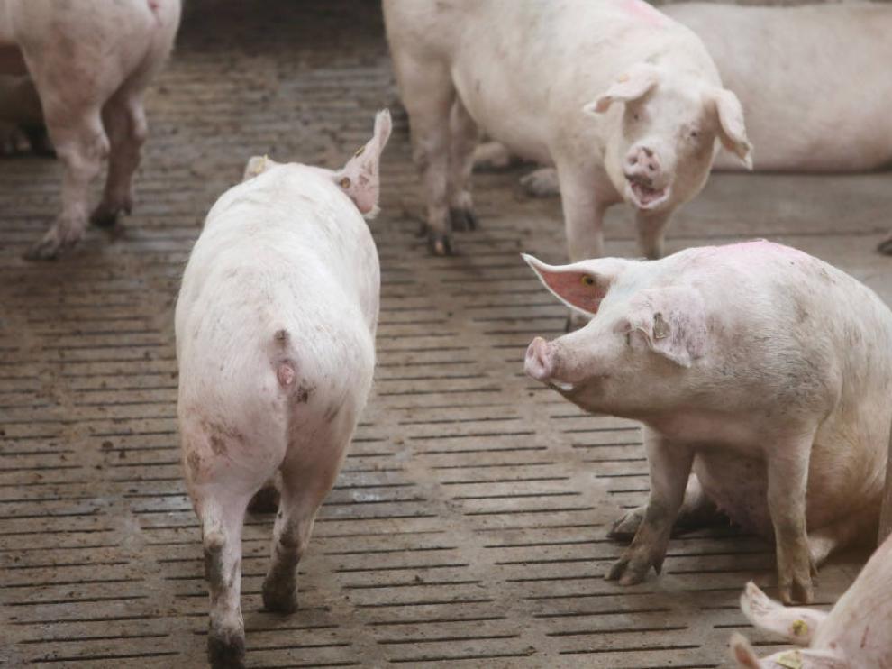 Aragón lidera la producción de ganado porcino a nivel nacional con 15 millones de cerdos al año.