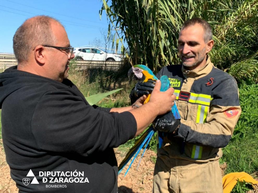 El rescate de un guacamayo por los Bomberos de la Diputación de Zaragoza.