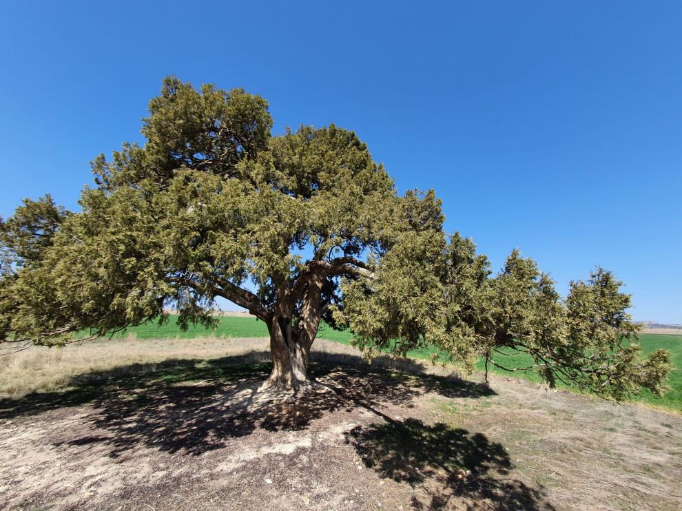 La sabina de Blancas tiene una edad aproximada de 1.200 años.