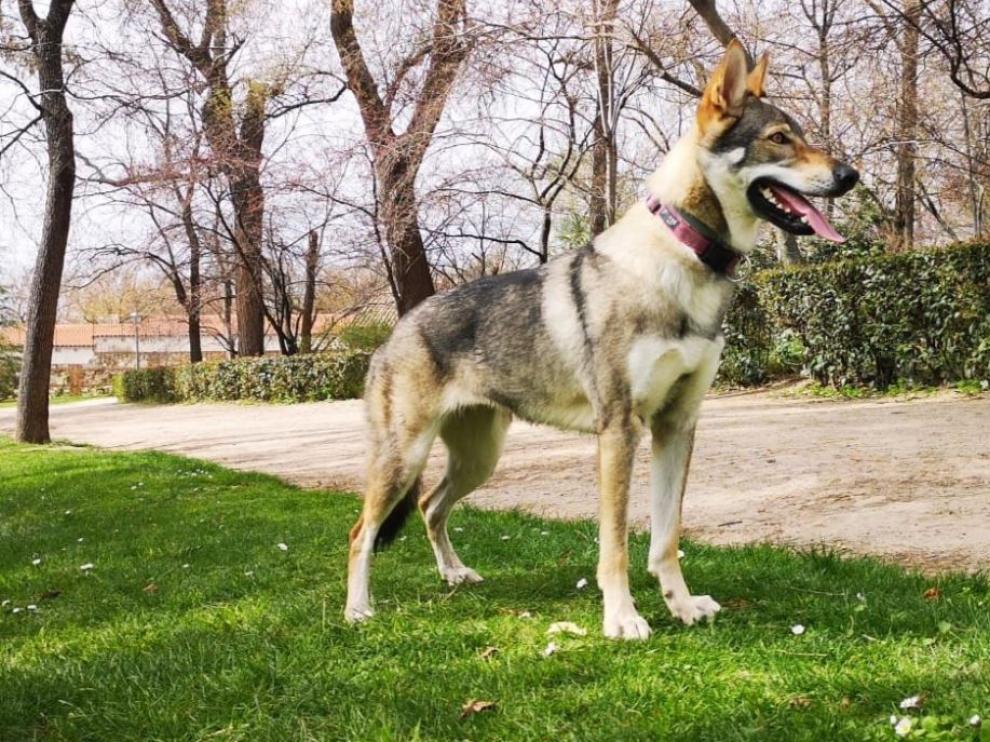 Una imagen de Kira, la perra desaparecida en Aguarón