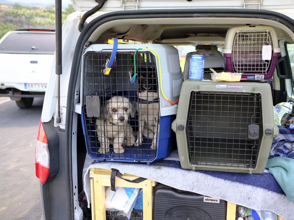 Dos perros observando desde un transportín en Los Llanos de Aridane, en La Palma.