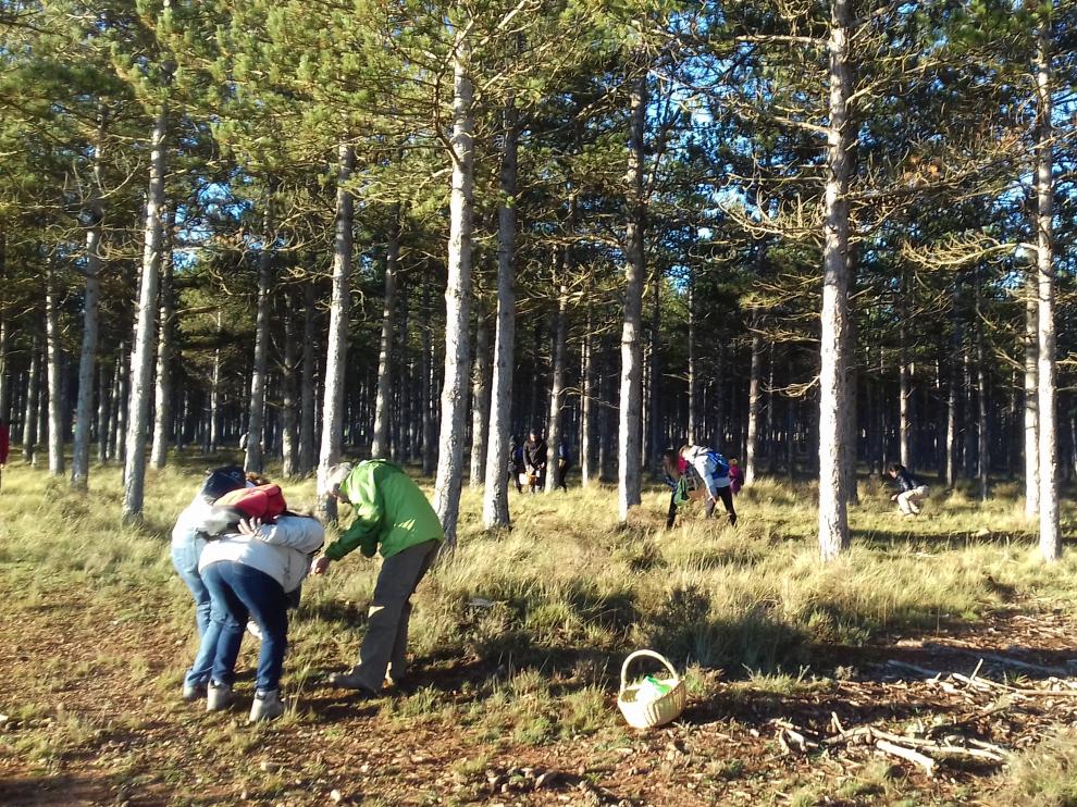 Una jornada de búsqueda de setas en la comarca turolense de Gúdar-Javalambre.