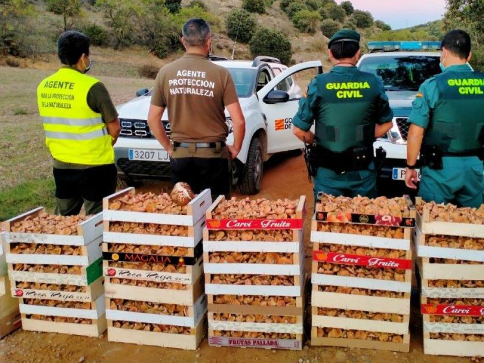 160 kilos de rebollones incautados en Villaluenga