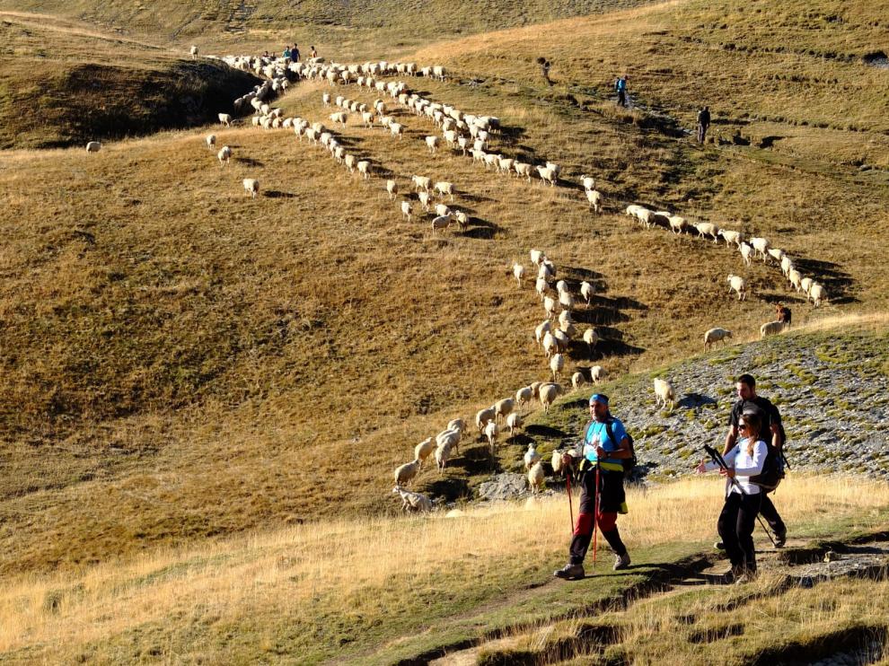 Los pequeños rumiantes centran el proyecto Rumires que coordina el CITA