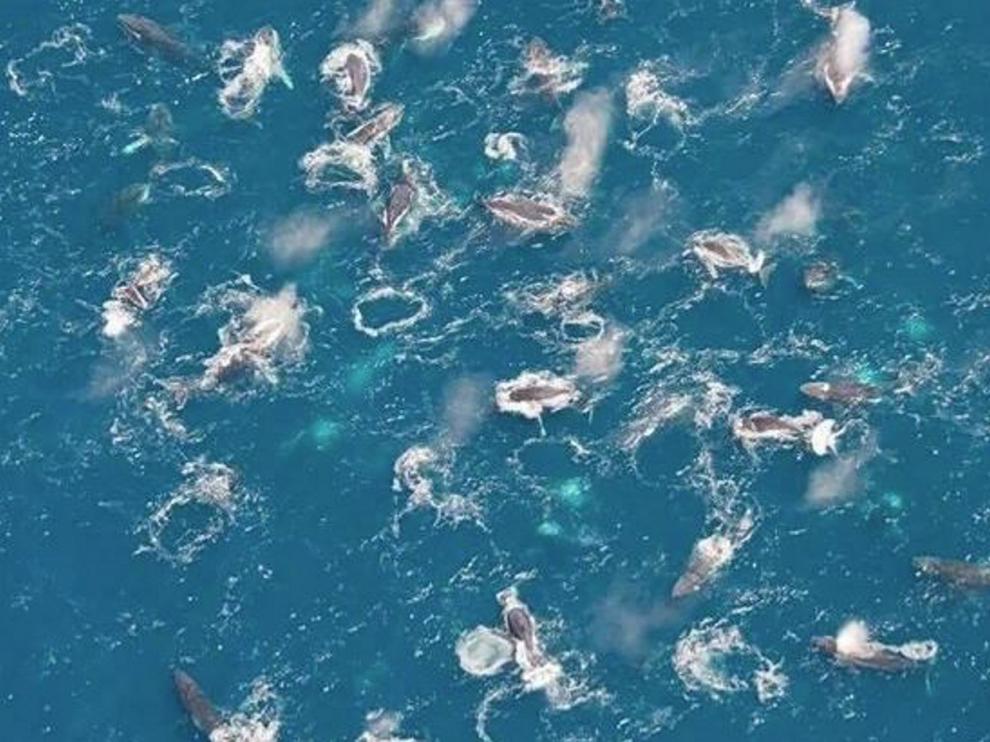 Grupo de ballenas jorobadas