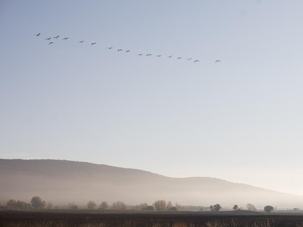 Llegada de las grullas a la laguna de Gallocanta