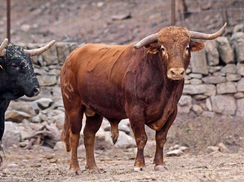 La actividad taurina regresa a Mora de Rubielos.
