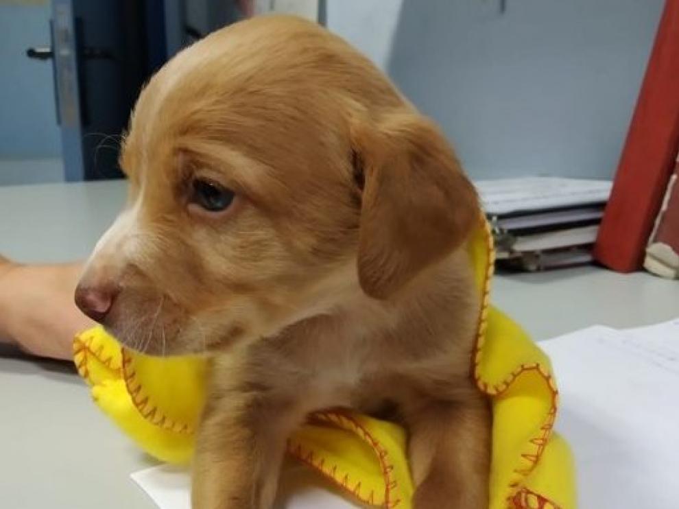 Cachorro encontrado en un contenedor de basura en Huesca.