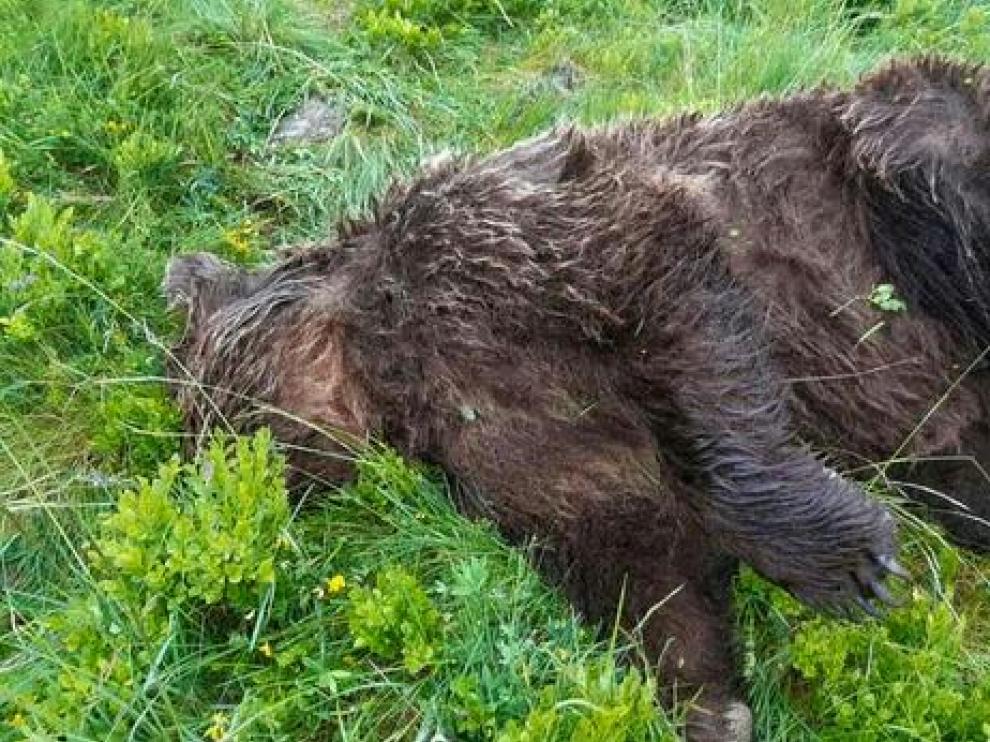 Imagen del oso abatido en junio de 2020 en el departamento de Ariège.