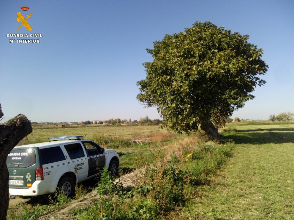 Paraje de Garrapinillos donde resultó herido de muerte el gavilán común.