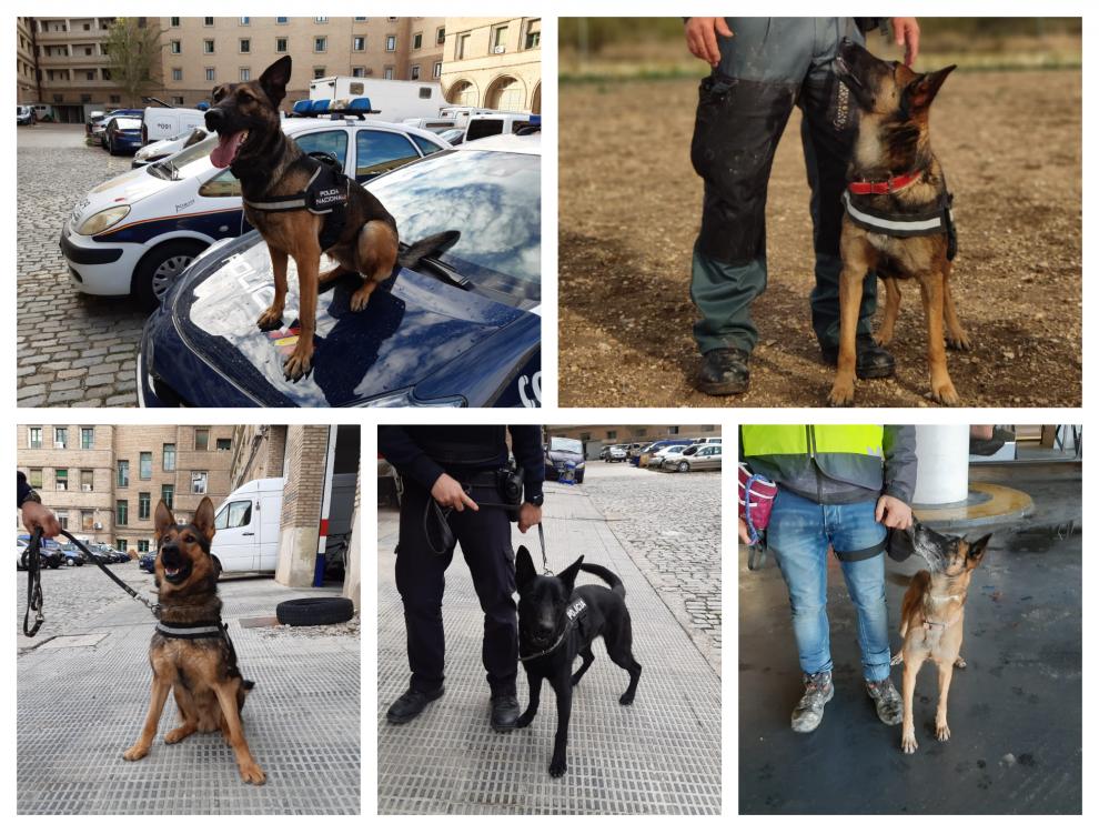Varios de los perros de la Guardia Civil y de la Policía Nacional de Aragón.