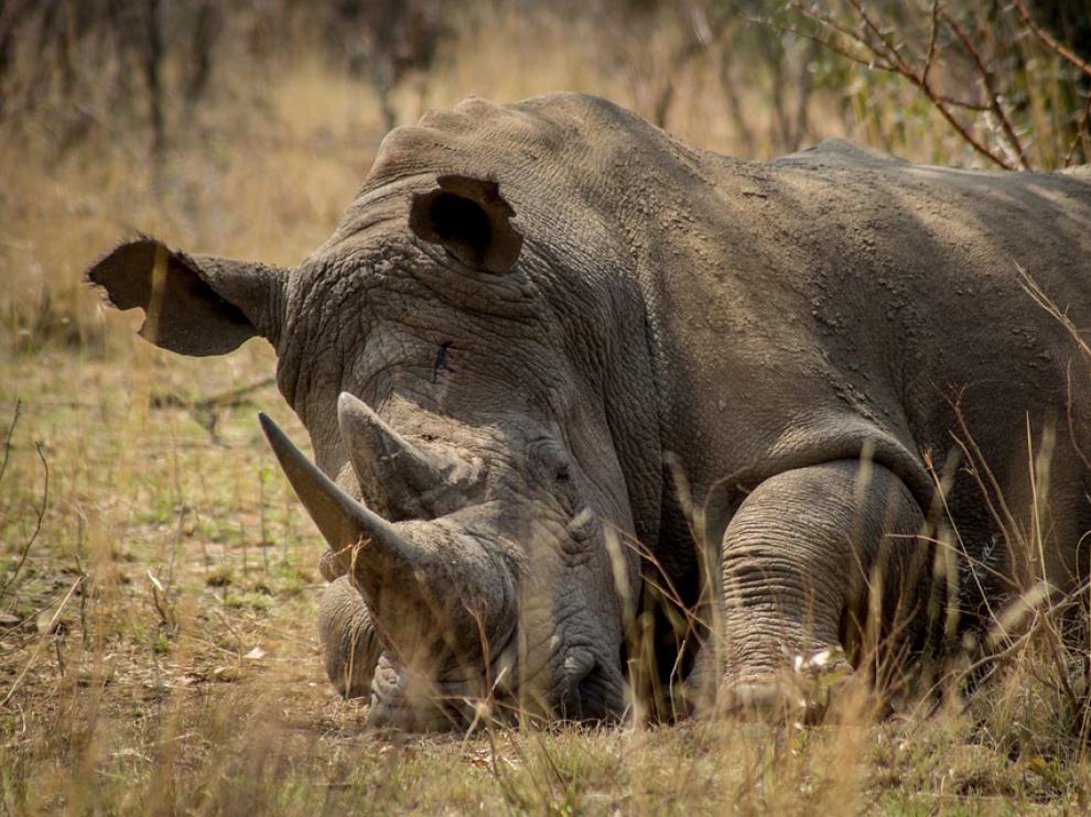 El número de rinocerontes negros se redujo un 85 % entre 1973 y 2017.