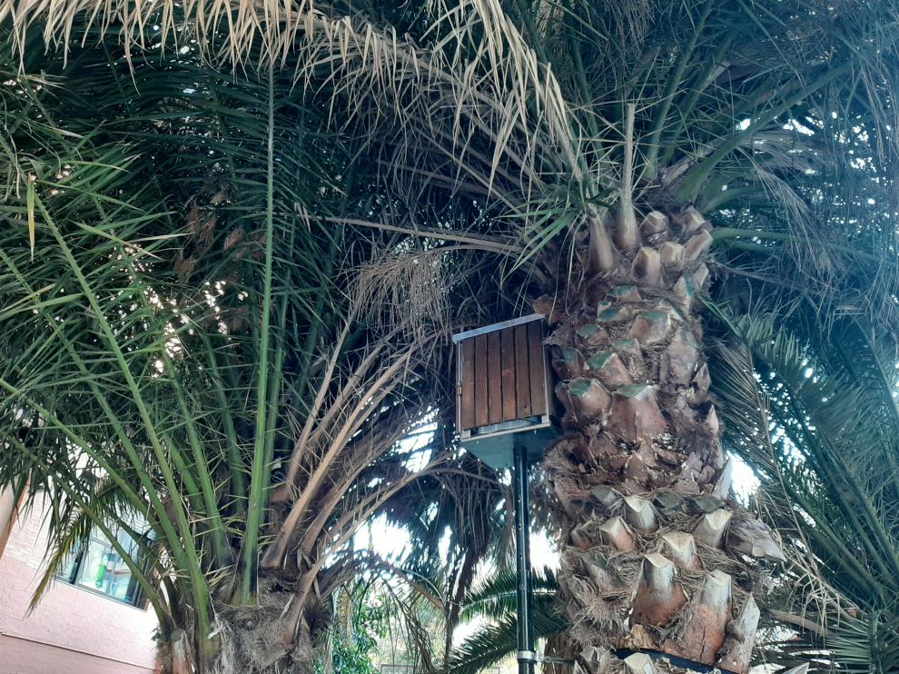 Trampa para ratas instalada en las palmeras junto al Centro Cívico Tío Jorge.