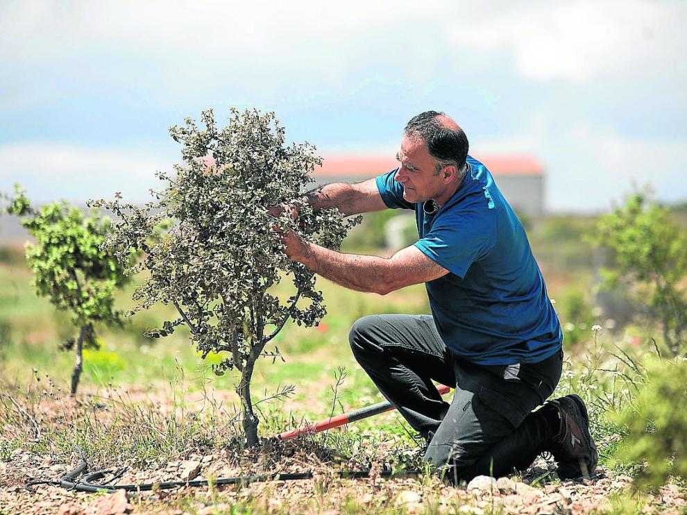 Un truficultor trabaja en una plantación de carrascas en regadío para trufa negra en Sarrión.
