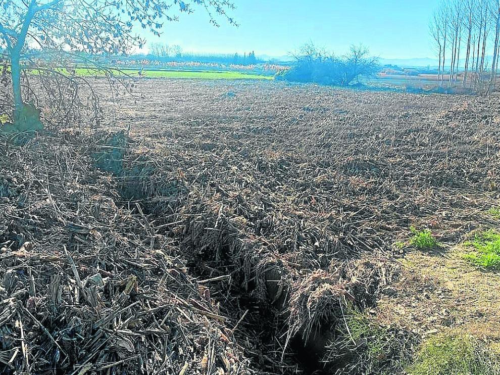Situación ayer de un campo de alfalfa de Boquiñeni afectado por la riada.