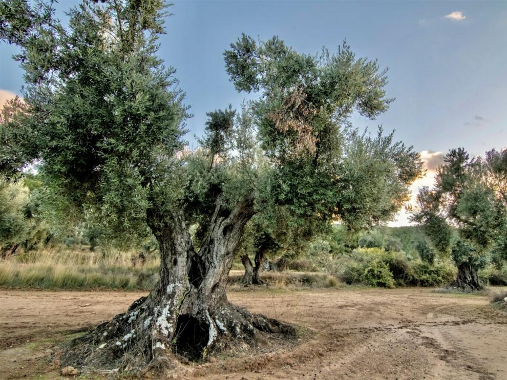 La olivera de Sant Pere Màrtir, en Fuentespalda, es una de las centenarias del Matarraña.
