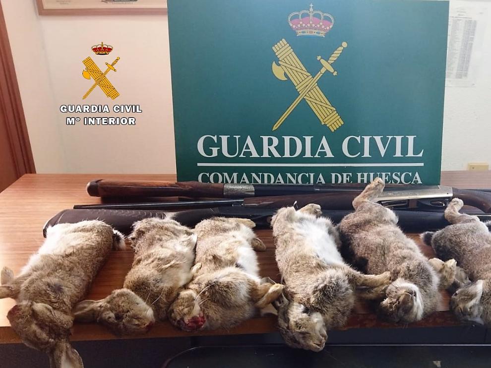 Los siete animales abatidos por los cazadores furtivos en un coto de Almudévar.