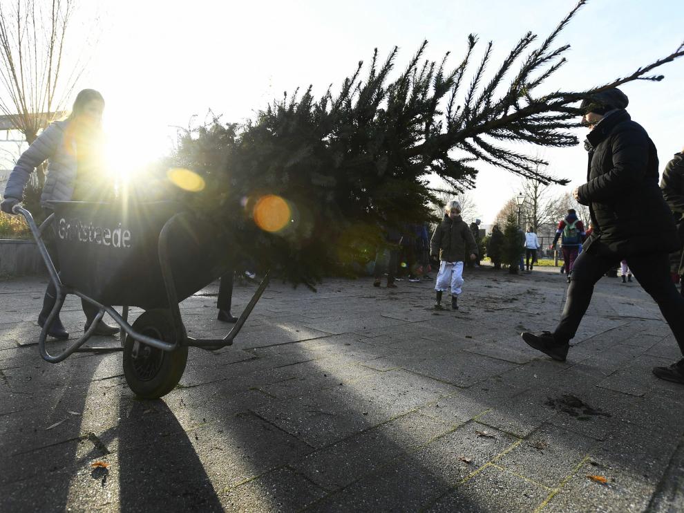 Alquiler de árboles navideños en Países Bajos; tras las Navidades, se replantan.