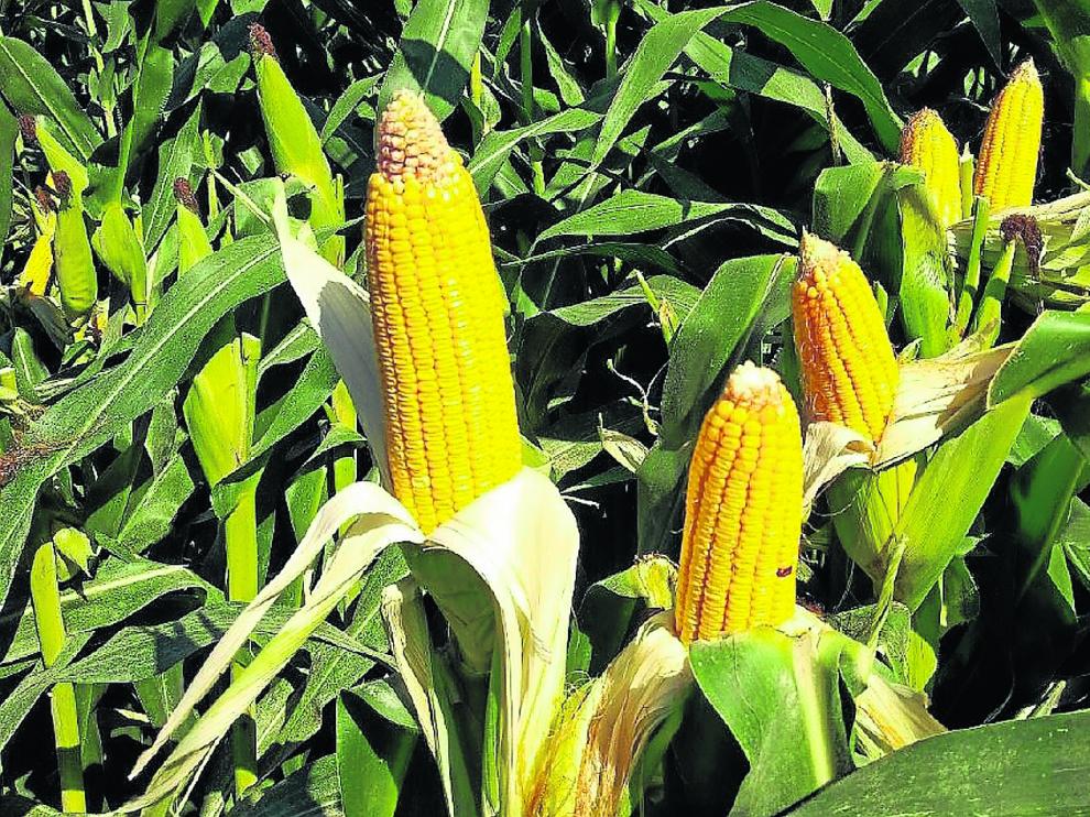 En Huesca se cultiva la mayor parte del maíz aragonés, en torno al 78% de la superficie.