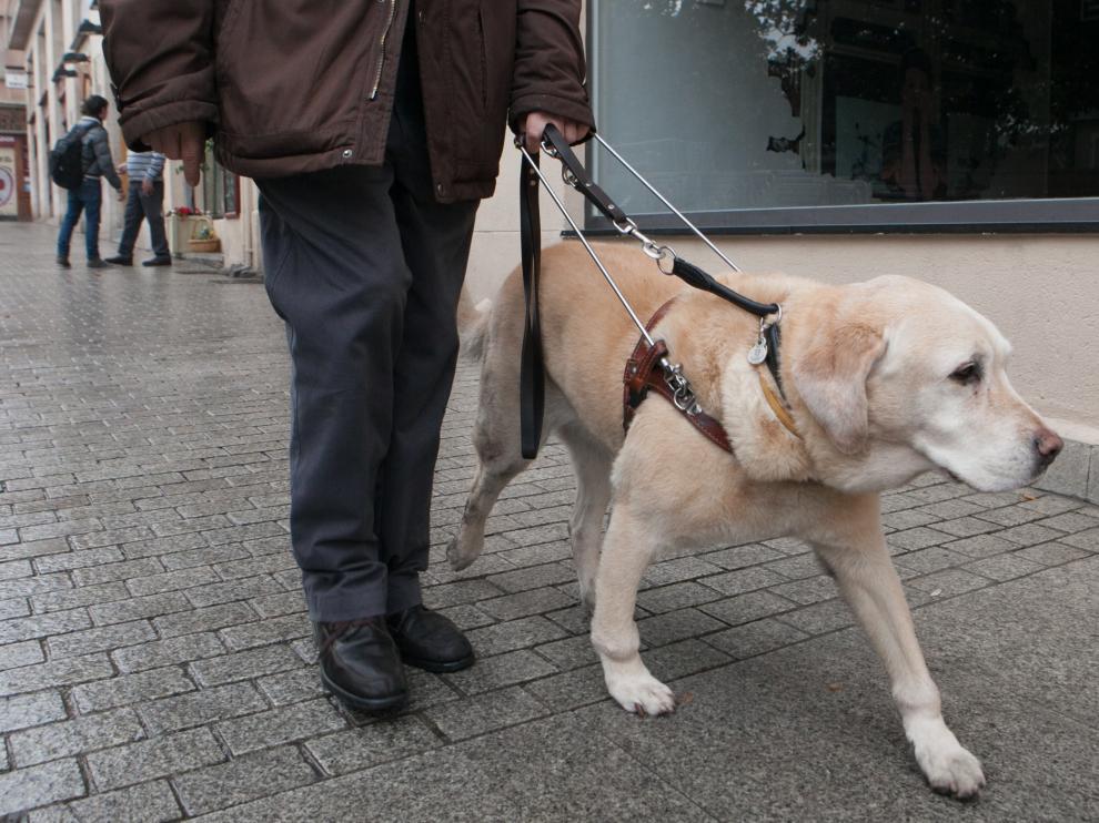 Un perro guía acompaña a un invidente por las calles de una ciudad aragonesa.